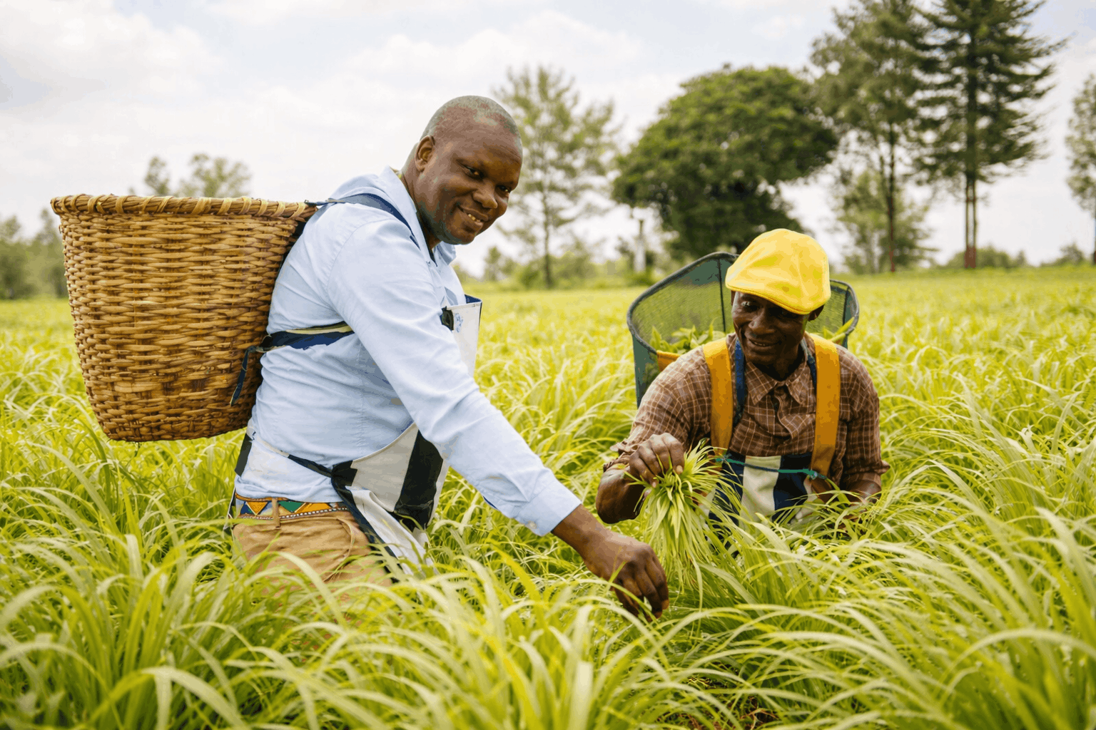Agro-processing impact